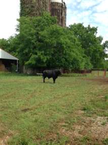 Listing: 1215300, Tuscumbia, AL