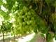 20-Acre Farm Land with 2 Homes Possible Rental Income List Potential