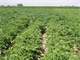 350 Acres Farmable Land in Idaho. Miles From Boise