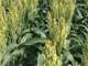 43.5 Acres for Sale Brunswick Co. VA