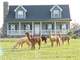 Alpaca Farm for Sale -Beautiful Home- Outbuildings and 10- Acres Photo 1