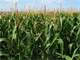 70-Tillable Acres-Beaver Township- Jefferson County PA Farmland for Lease