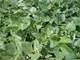 Acres Southern Virginia Farmland $2500 Per Acre