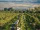 Beautiful Organic Orchard Vineyard Farm and Winery for Sale