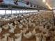 Breeder Houses or Egg Laying Farm for Sale in Southern Arkansas