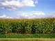 Dunklin County MO Farmland and Estate Auction