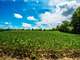 Farmland Auction Greene County Indiana