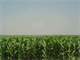 Farmland for Rent Pamplico South Carolina