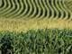 Farmland for Sale - Crawford County