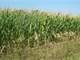 Gas Oil Commercial Farm Row Crops Ethanol Casino