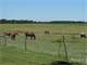 Grazing Land in the Florida Panhandle
