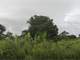Highly Productive Land in Ghana West Africa