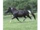 Horse Ranch with Private Lake for Sale