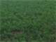 Irrigated Farmland Near Vernon TX