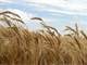 Kansas Farmland for Sale Near Bird City KS