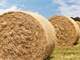 Lease Prime Acres ON Hwy Suwanne Florida $500.00 Per Month