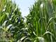 Prime Farmland Hunting Land Auction Tallulah LA