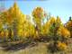 Treed. Level Acre Backs Blm Has Power Easy Access Silverthorne Co