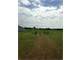 235.4 Acres Tuscumbia Al. Cattle Farm Photo 10