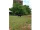 235.4 Acres Tuscumbia Al. Cattle Farm Photo 1