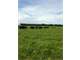 235.4 Acres Tuscumbia Al. Cattle Farm Photo 9