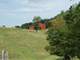 139.96 Acre Farm with Barn Fenced and Cross Fenced with Pond