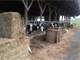 Acre Beef or Dairy Heifer Operation Photo 9