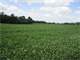 164 Acres Dane County Farmland Photo 4