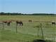 Amazing Pastureland in the Florida Panhandle Photo 1