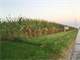 32.75 Flat Tillable Acres in Hendricks County Indiana Photo 5