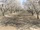 418 Acre Almond Ranch with House Legrand CA Photo 4