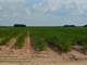 Vacherie LA Sugar Cane Plantation for Sale Auction Photo 4