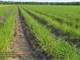 Vacherie LA Sugar Cane Plantation for Sale Auction Photo 5