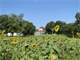 Arkansas Plantation Home for Sale