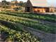 California Certified Organic Farm and Csa