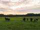 Farmland Auction Ideal for Crops and Livestock