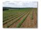 ±445 Acres Prime Development Land in Deer Lodge TN